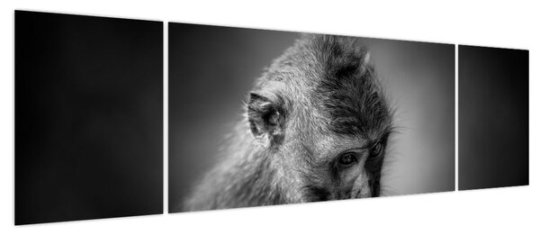 Obraz - Małpa (170x50 cm)