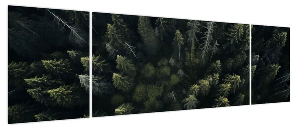 Obraz - Las (170x50 cm)