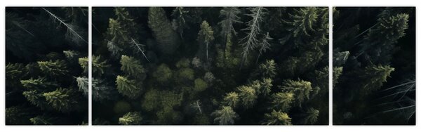 Obraz - Las (170x50 cm)
