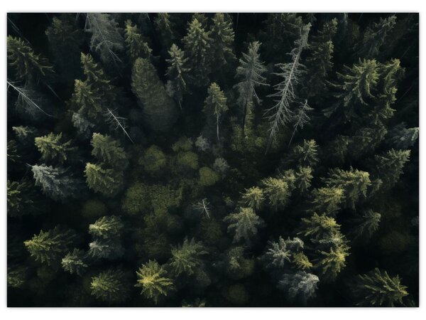 Obraz - Las (70x50 cm)