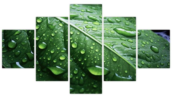 Obraz - Szczegół liścia po deszczu (125x70 cm)