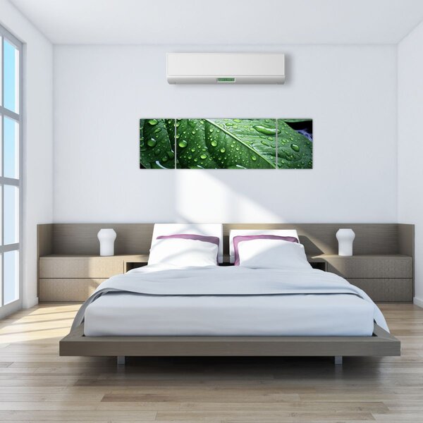 Obraz - Szczegół liścia po deszczu (170x50 cm)
