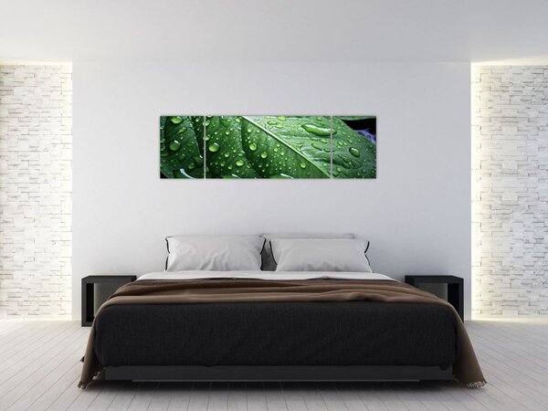 Obraz - Szczegół liścia po deszczu (170x50 cm)