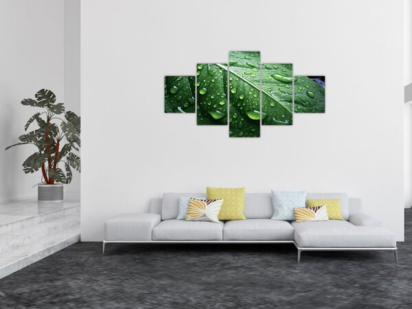 Obraz - Szczegół liścia po deszczu (125x70 cm)