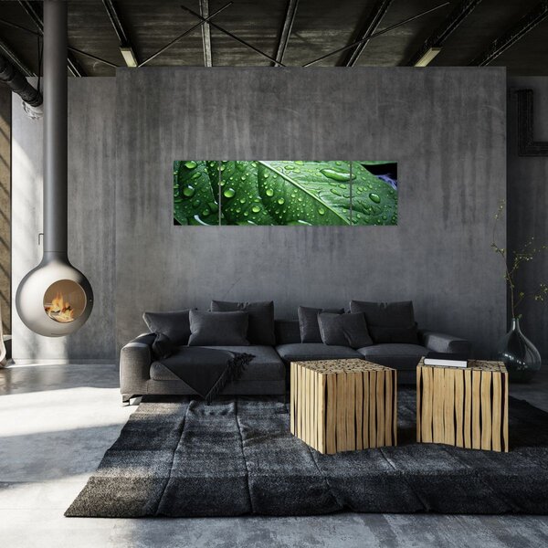Obraz - Szczegół liścia po deszczu (170x50 cm)