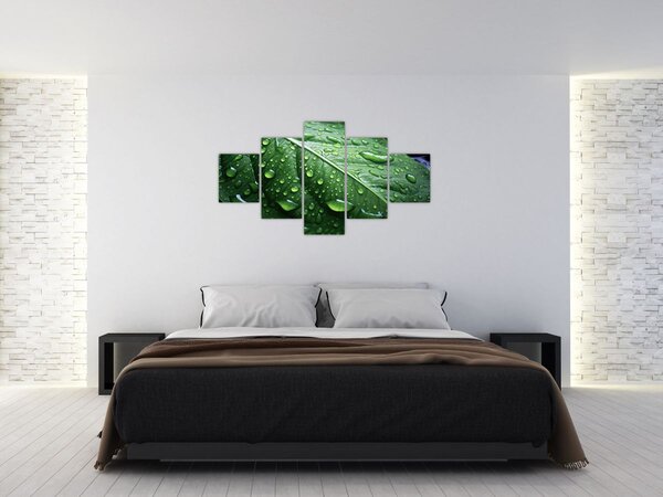 Obraz - Szczegół liścia po deszczu (125x70 cm)