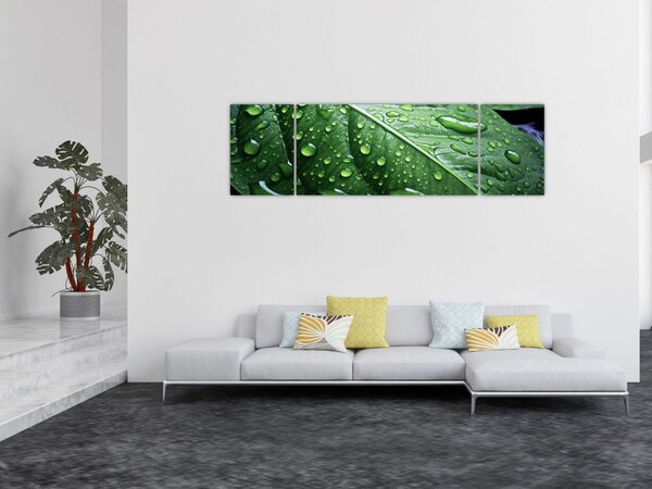 Obraz - Szczegół liścia po deszczu (170x50 cm)