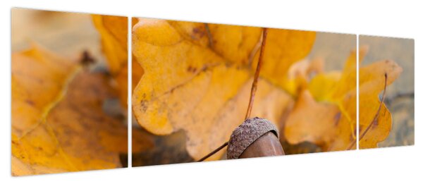 Obraz - Jesienne żołędzie (170x50 cm)