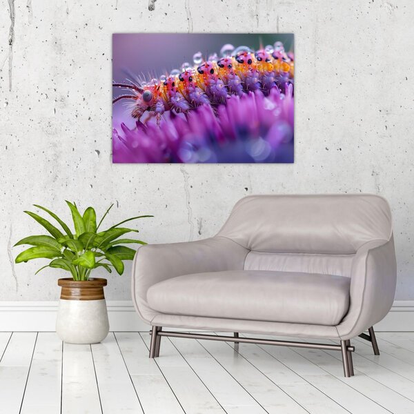 Obraz - Caterpillar (70x50 cm)