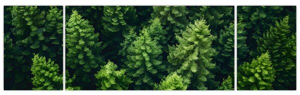 Obraz - Las (170x50 cm)