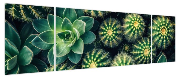 Obraz - Kaktusy (170x50 cm)
