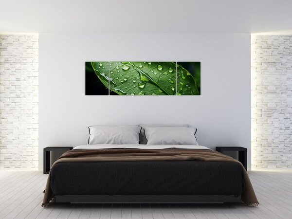 Obraz - Liść po deszczu (170x50 cm)