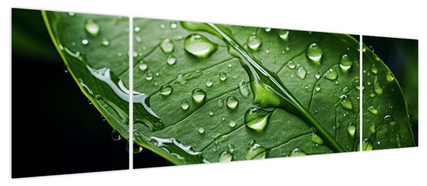 Obraz - Liść po deszczu (170x50 cm)