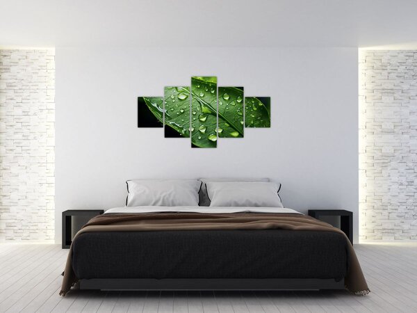 Obraz - Liść po deszczu (125x70 cm)