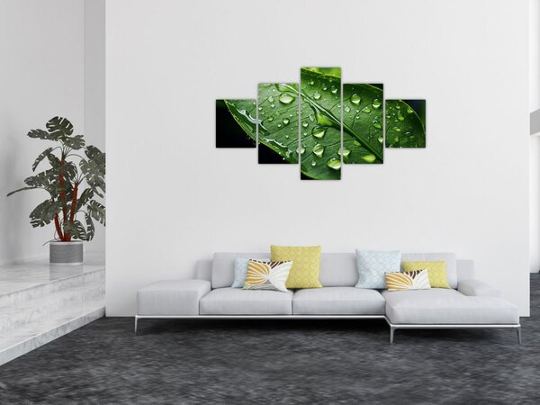 Obraz - Liść po deszczu (125x70 cm)