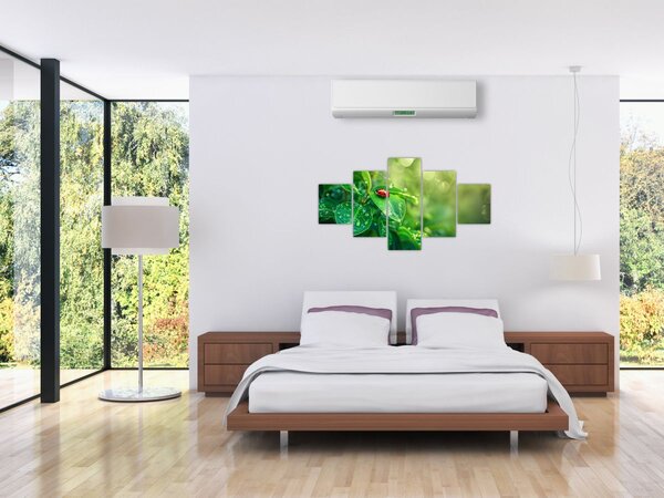Obraz - Biedronka (125x70 cm)