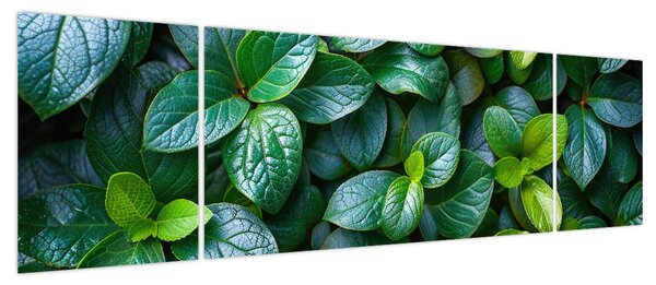 Obraz - Rośliny zielone (170x50 cm)