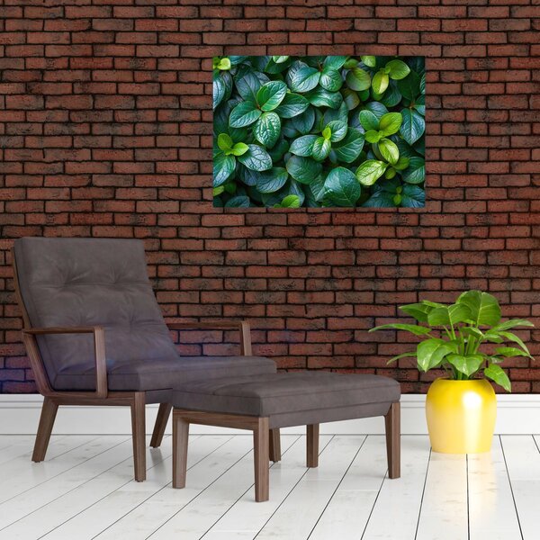 Obraz - Rośliny zielone (70x50 cm)