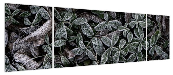 Obraz - Zamrożone rośliny (170x50 cm)