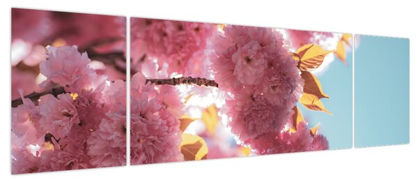 Obraz - Kwiat wiśni (170x50 cm)
