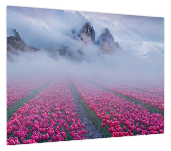 Obraz - Krajobraz z polami tulipanów (70x50 cm)
