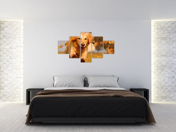 Obraz - Golden Retriever (125x70 cm)