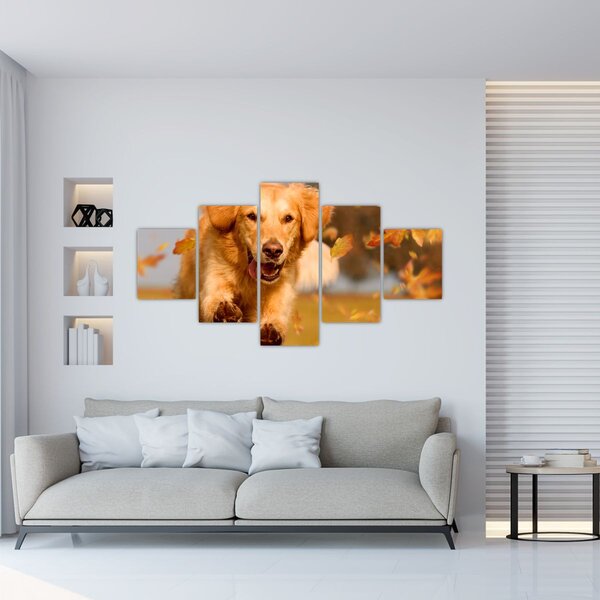 Obraz - Golden Retriever (125x70 cm)