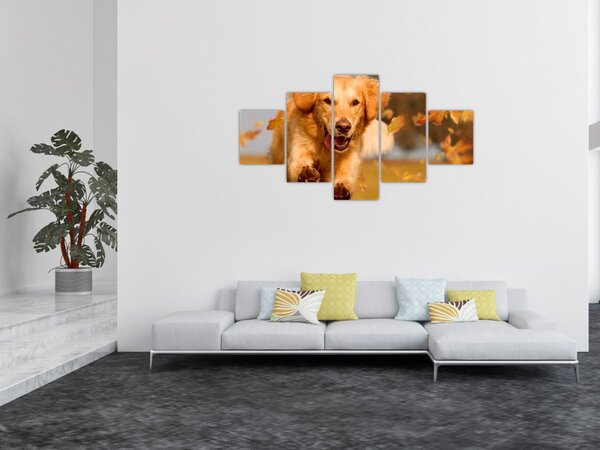 Obraz - Golden Retriever (125x70 cm)