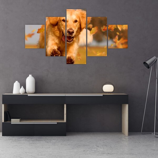 Obraz - Golden Retriever (125x70 cm)