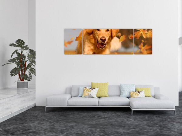 Obraz - Golden Retriever (170x50 cm)