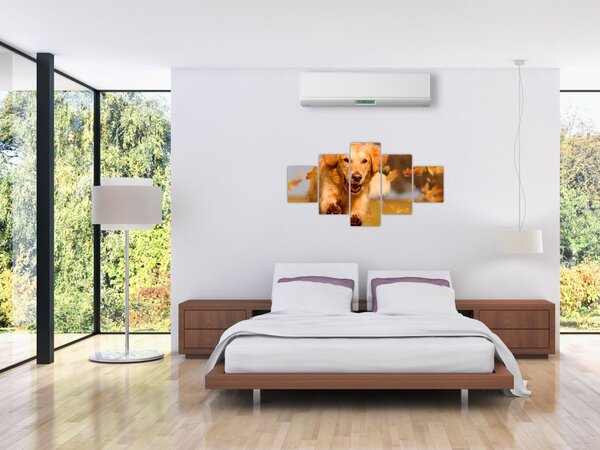 Obraz - Golden Retriever (125x70 cm)