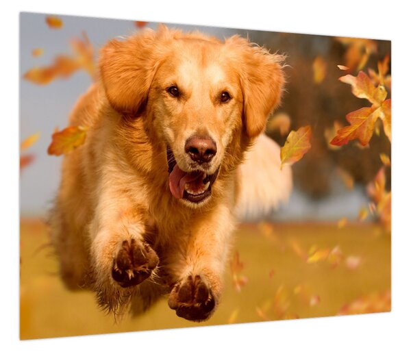 Obraz - Golden Retriever (70x50 cm)