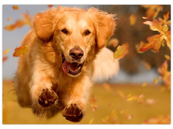 Obraz - Golden Retriever (70x50 cm)