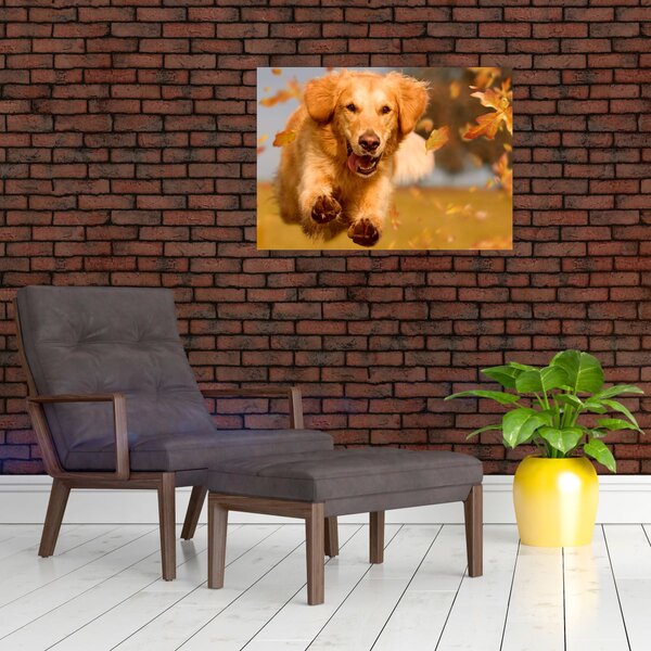 Obraz - Golden Retriever (70x50 cm)