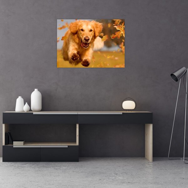 Obraz - Golden Retriever (70x50 cm)