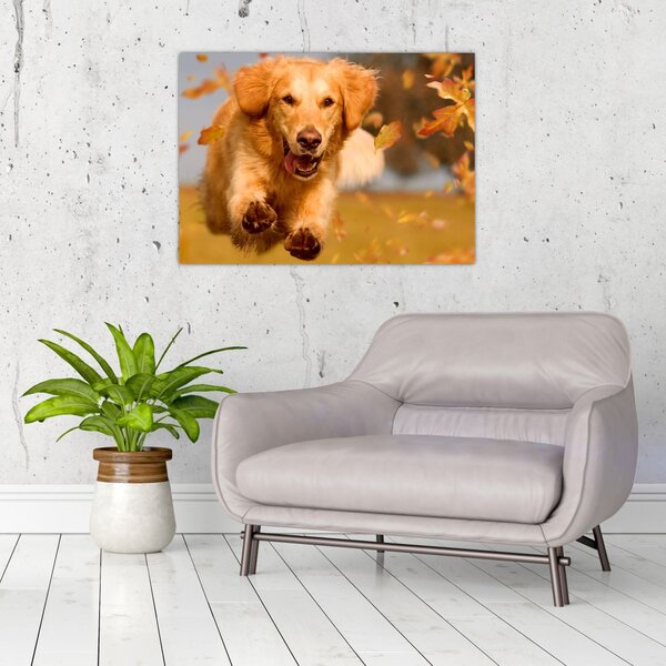 Obraz - Golden Retriever (70x50 cm)