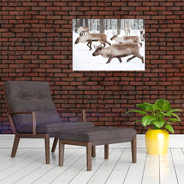 Obraz - Renifer (70x50 cm)
