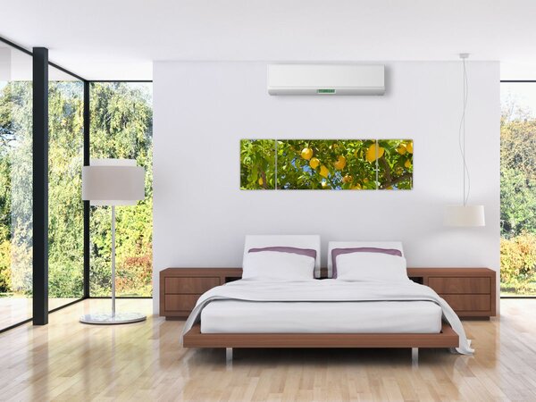 Obraz - Drzewo cytrynowe (170x50 cm)