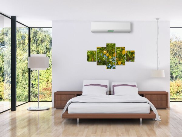 Obraz - Drzewo cytrynowe (125x70 cm)