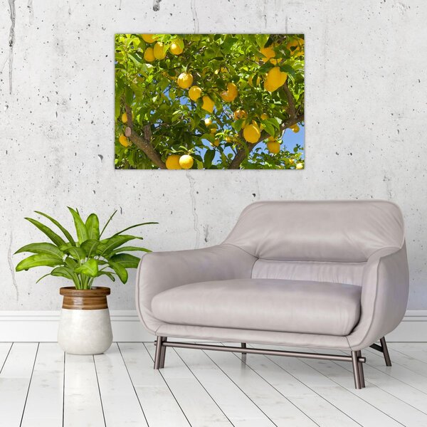 Obraz - Drzewo cytrynowe (70x50 cm)