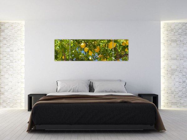 Obraz - Drzewo cytrynowe (170x50 cm)