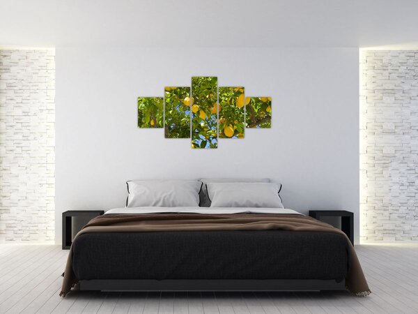 Obraz - Drzewo cytrynowe (125x70 cm)