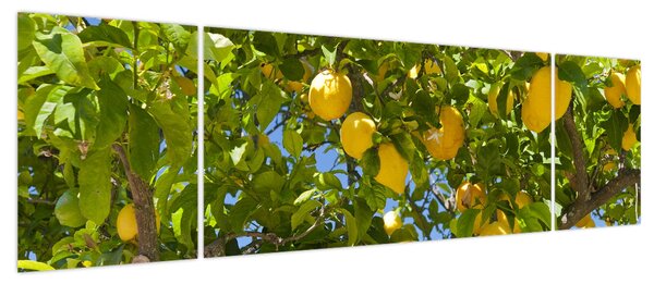 Obraz - Drzewo cytrynowe (170x50 cm)