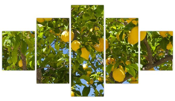 Obraz - Drzewo cytrynowe (125x70 cm)
