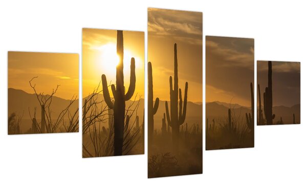 Obraz - Kaktusy Saguaro (125x70 cm)