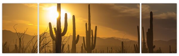 Obraz - Kaktusy Saguaro (170x50 cm)