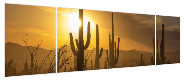 Obraz - Kaktusy Saguaro (170x50 cm)