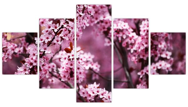 Obraz - Różowa sakura (125x70 cm)