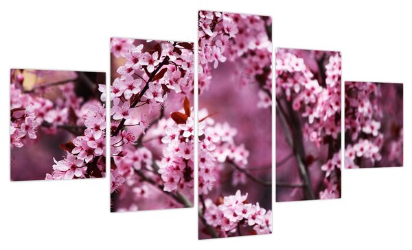 Obraz - Różowa sakura (125x70 cm)