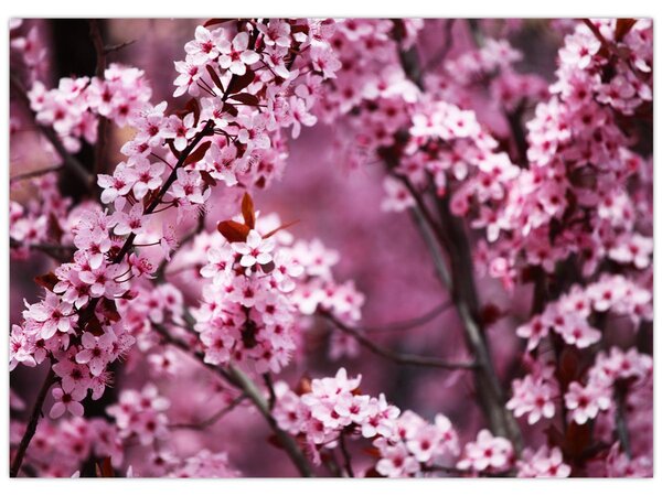 Obraz - Różowa sakura (70x50 cm)